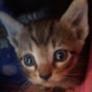 Meet your Posher, Dria